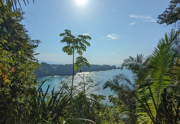 Pemandangan panorama laguna dari puncak bukit dengan pepohonan dan tanaman tropis