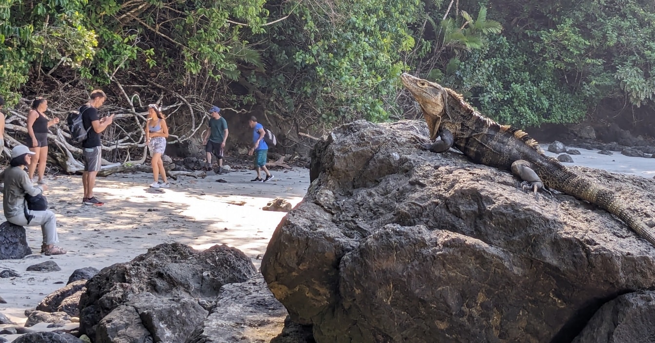 Mexikansk taggstjärtad leguan (Ctenosaura similis) på sten med turister på stranden i bakgrunden
