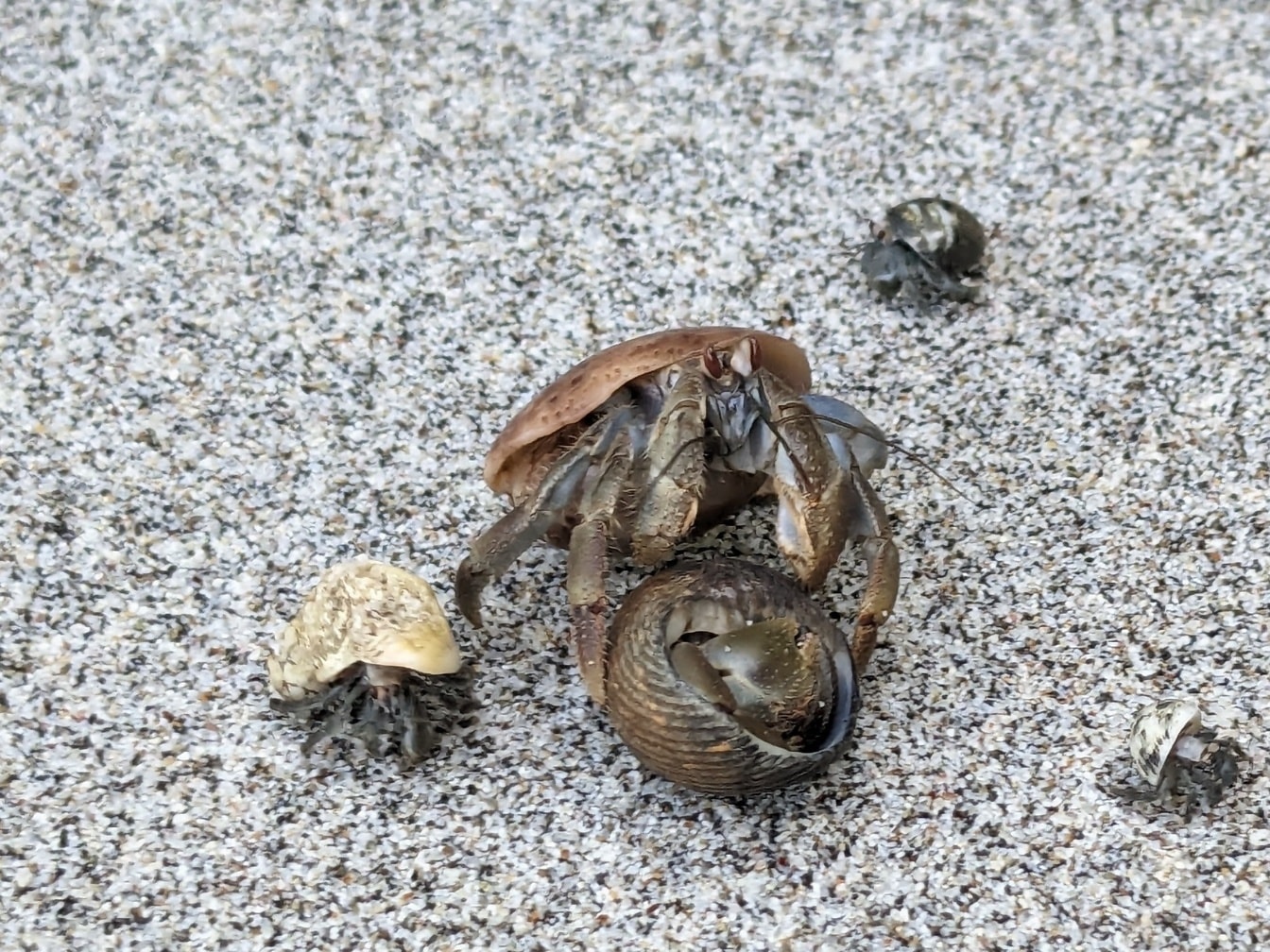 카리브해 소라게 (Coenobita clypeatus) 과 모래 위의 조개