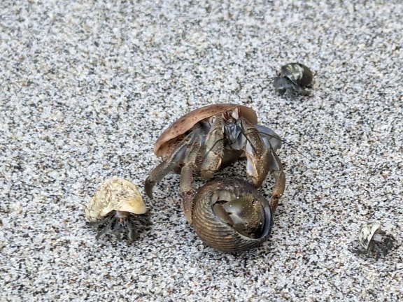 Cangrejo ermitaño caribeño (Coenobita clypeatus) y una concha en la arena