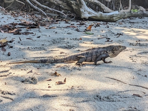 Black iguana (Ctenosaura similis) on the sand
