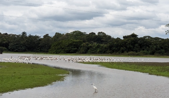 Flock of white egret migratory birds in a river mouth