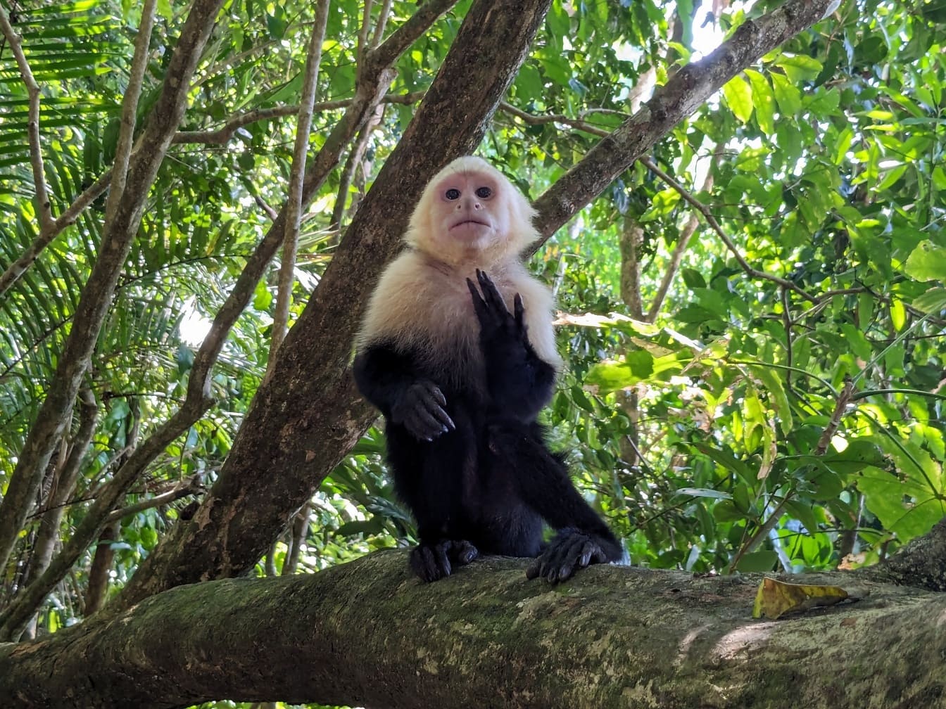 Panamaischer weißgesichtiger Kapuziner (Cebus imitator) Affe, der auf einem Ast sitzt
