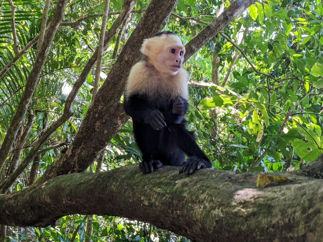 Bayi monyet capuchin (Cebus capucinus) berkepala putih Panama duduk di cabang pohon