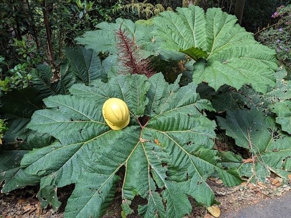Capacete amarelo em uma grande planta frondosa