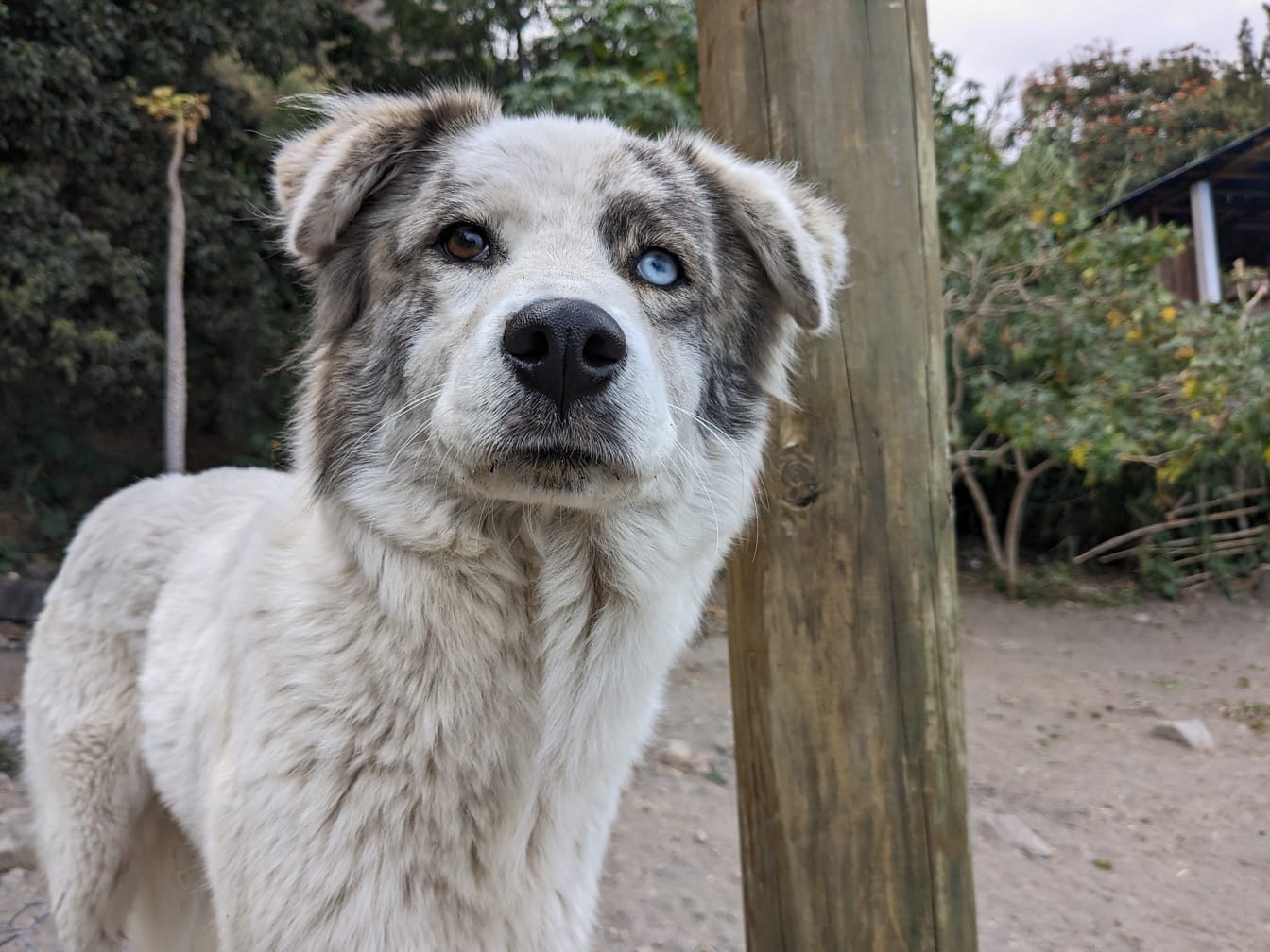 Забавная собачка с одним голубым и одним карим глазом, стоящая рядом с деревянным столбом