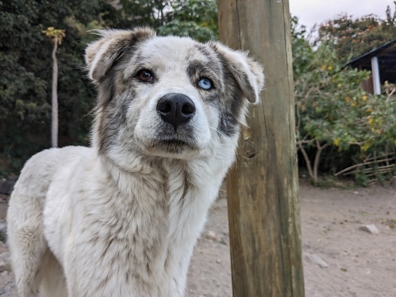 Funny dog with one blue and one brown eye standing next to a wooden post