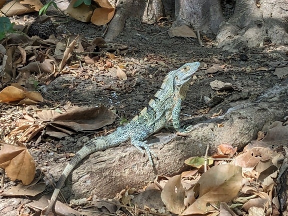 Svart spiny-tailed iguana (Ctenosaura similis)