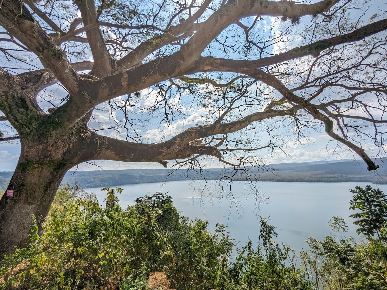 湖の水を背景にした強い枝を持つ大きな木