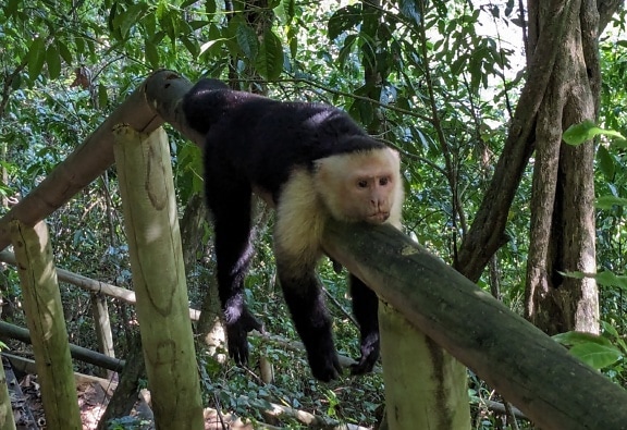 Divertido capuchino de cabeza blanca relajándose en una valla