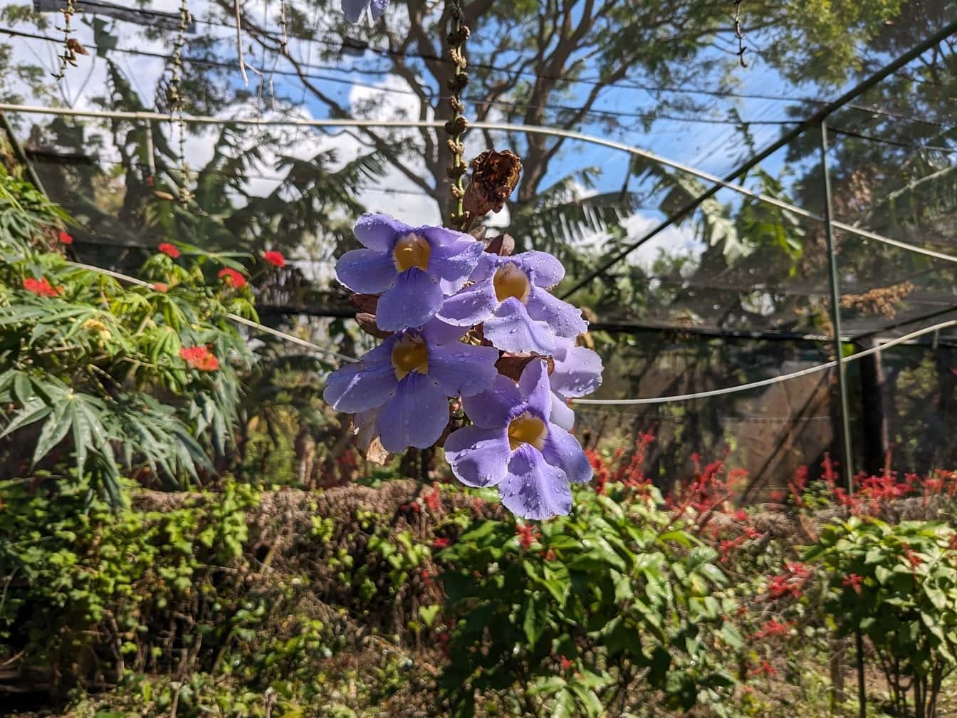 Bunga anggur terompet biru (Thunbergia laurifolia)
