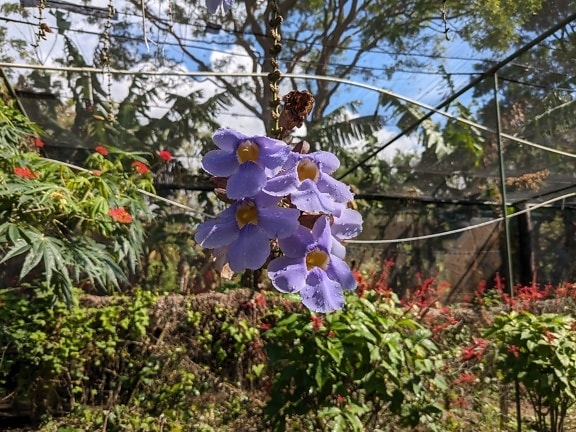 Die blaue Trompetenrebe blüht (Thunbergia laurifolia)