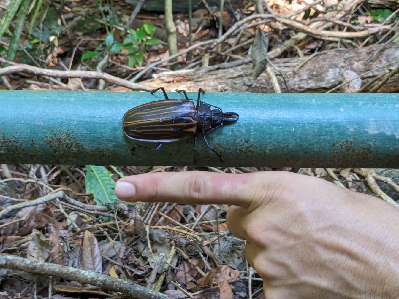 큰 긴 뿔 딱정벌레, (Macrodontia batesi), 곤충의 크기를 보여주는 인간의 손