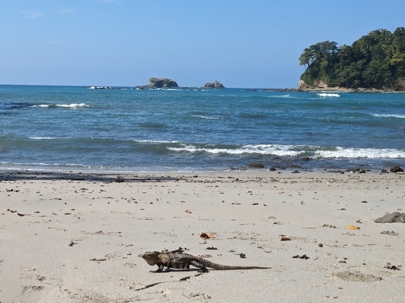 검은 이구아나 (Ctenosaura similis) 열대 카리브해 해변의 모래 위에