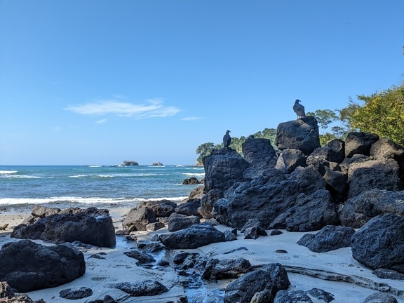 Pájaros en las rocas en una playa rocosa a la sombra
