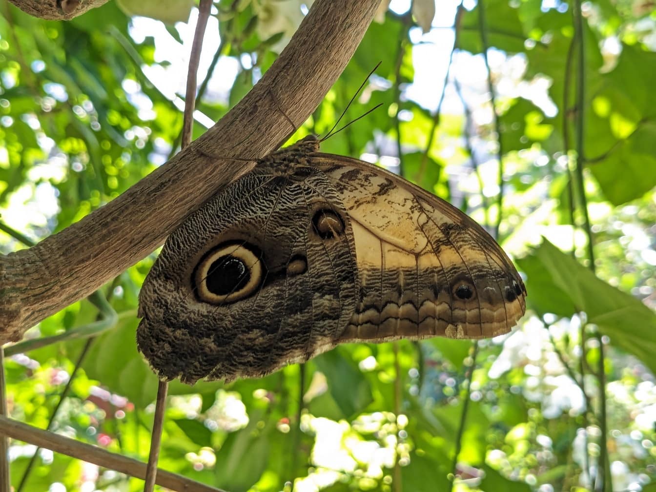 De vlinder van de uil (Calligo memnon) op een tak