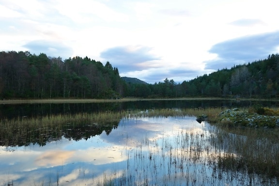 Озеро з водними рослинами та деревами на узбережжі на задньому плані