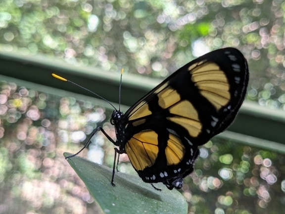 Motýľ Themisto jantárové krídlo (Methona themisto)