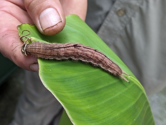 Hand, die eine Eulen-Schmetterlingsraupe auf einem Blatt hält (Caligo)