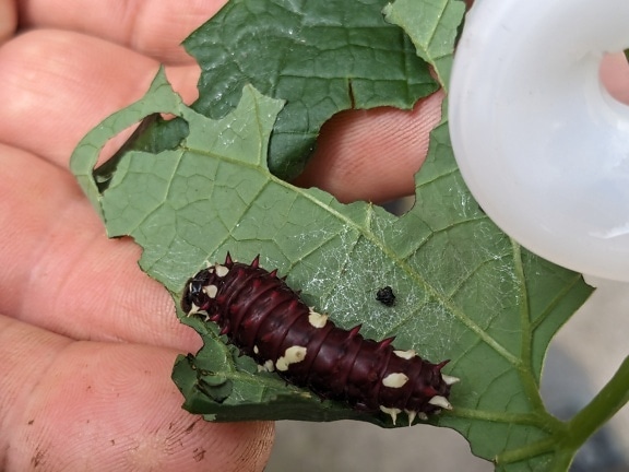 Caterpillar της πεταλούδας transandean βοοειδή (Parides iphidamas)