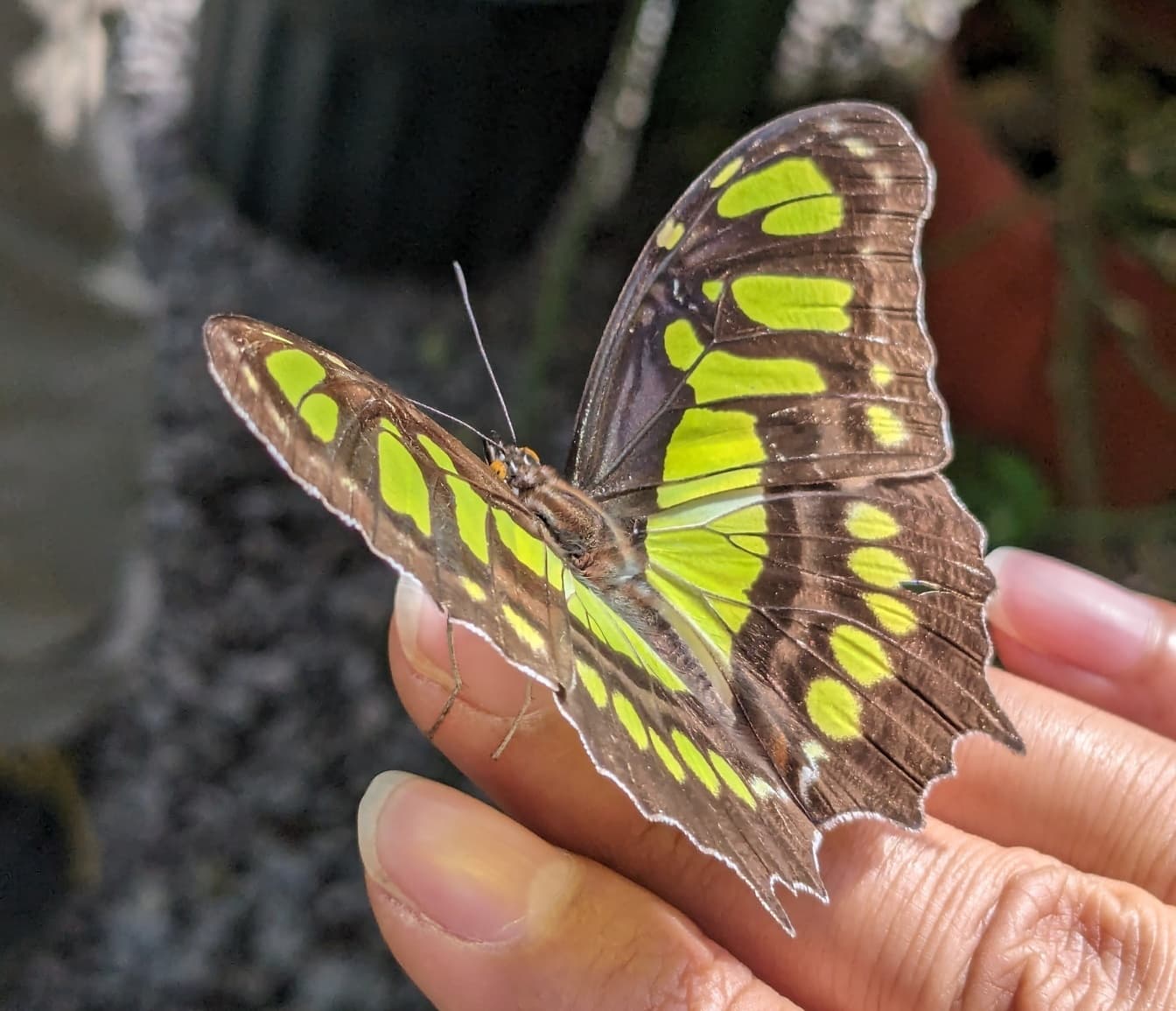 Malachit-Schmetterling an der Hand einer Person (Siproeta stelenes)