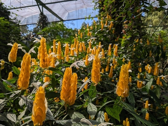 Golden shrimp flowers in a greenhouse (Pachystachys lutea)