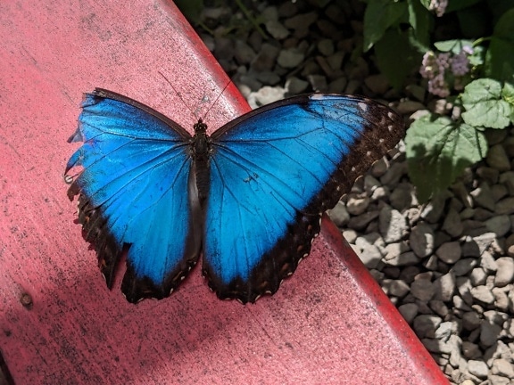 Blauw-zwarte vlinder met beschadigde vleugel