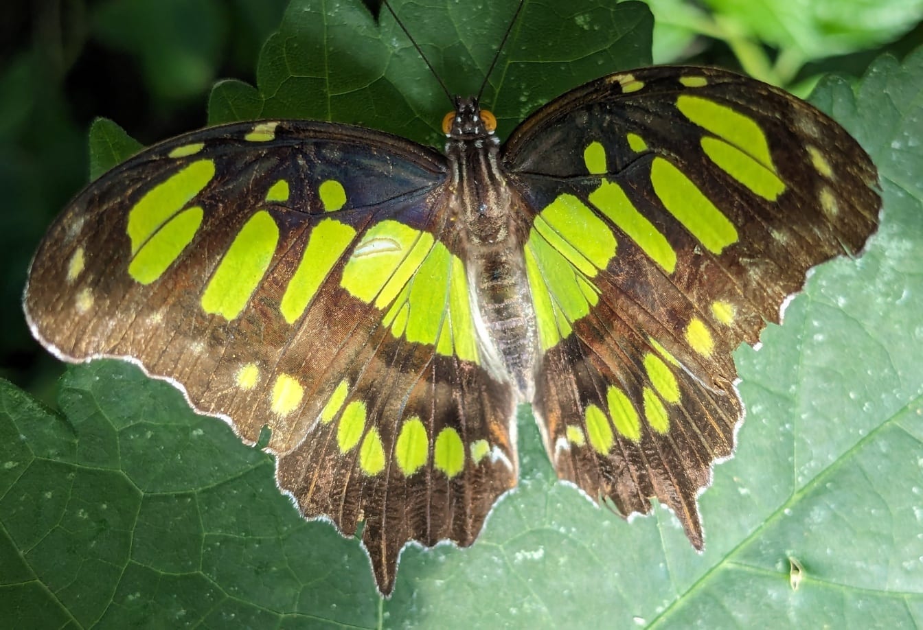Malakitt sommerfugl på et blad (Siproeta stelenes)