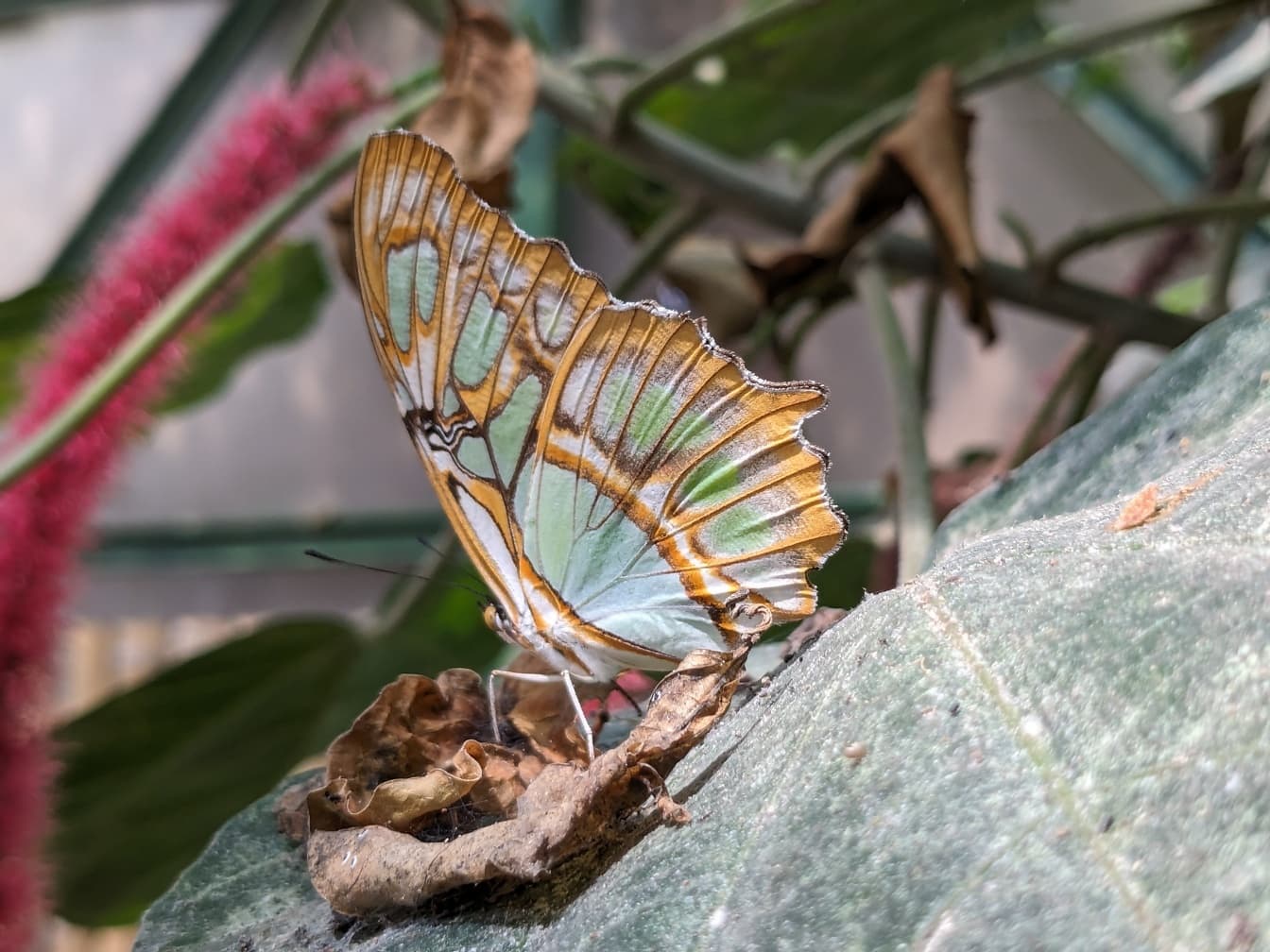 Malachitowy motyl (Siproeta stelenes)