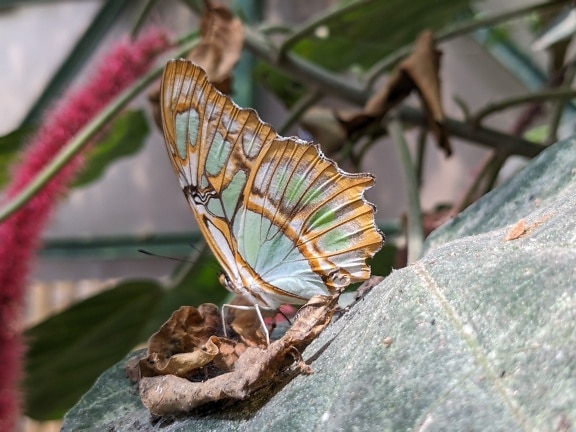 Papillon malachite (Siproeta stelenes)