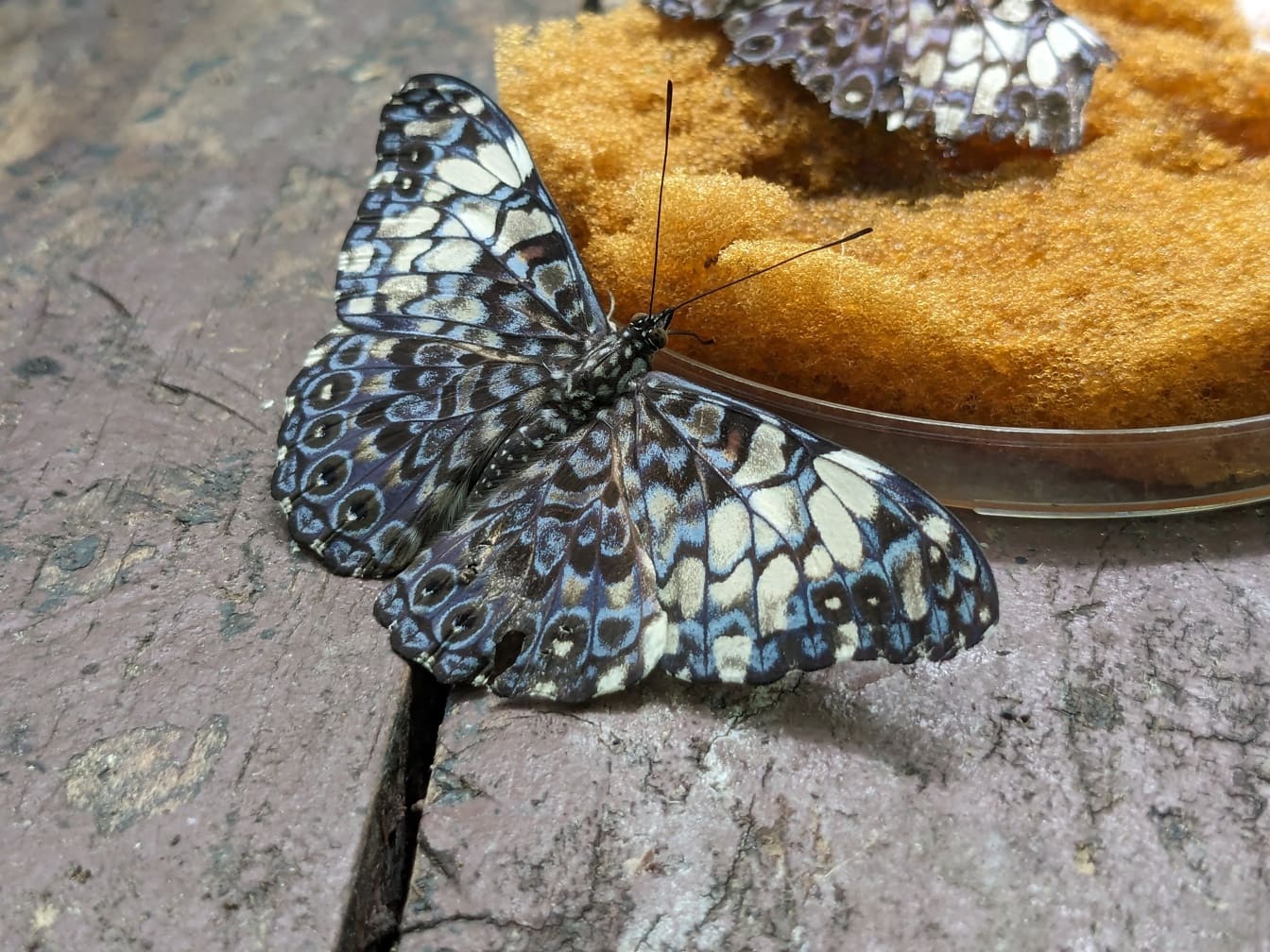 Blågrå sommerfugl (Hamadryas fornax)