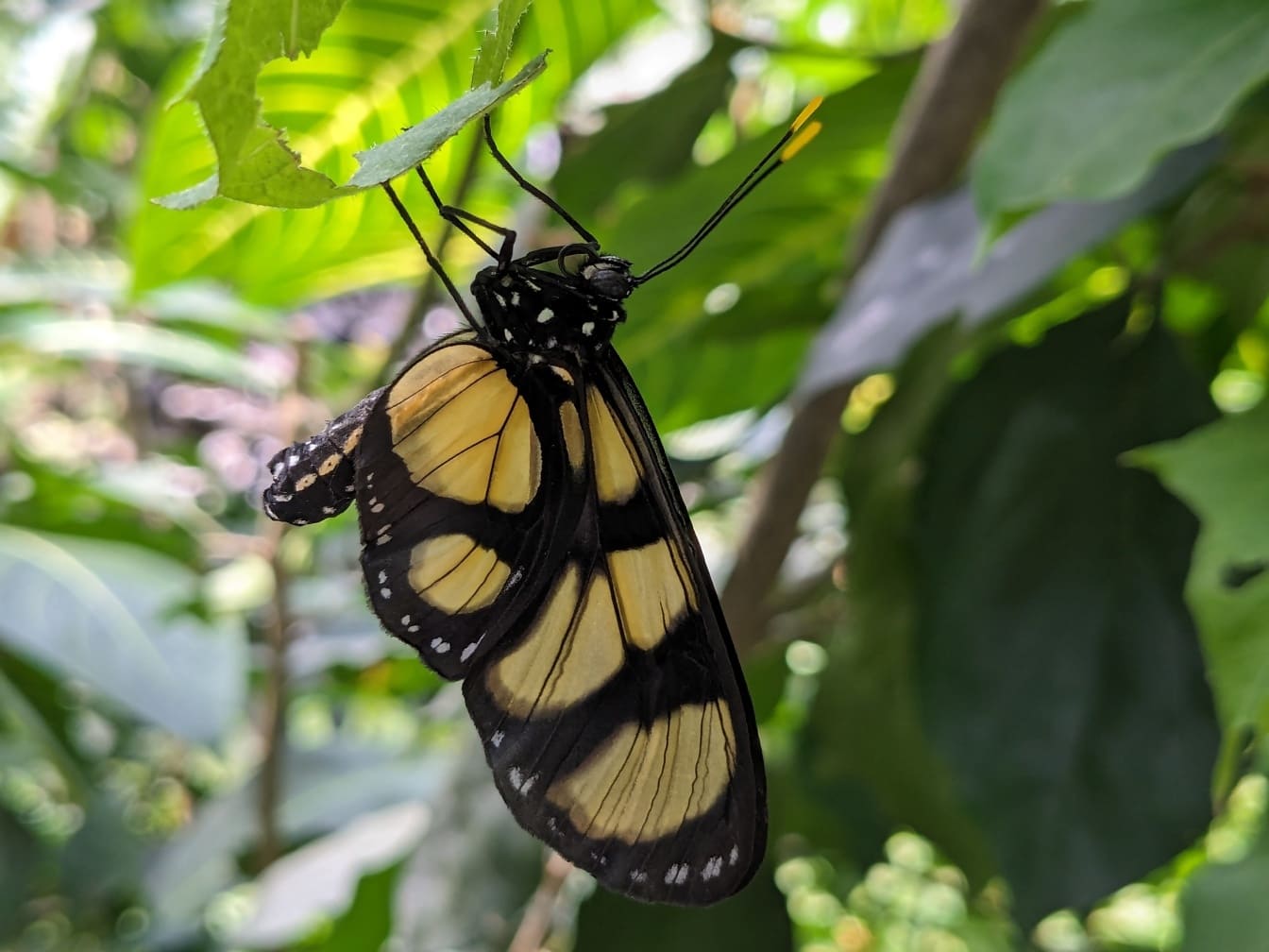 Motyl Themisto bursztynowoskrzydły (Methona themisto) gatunki endemiczne