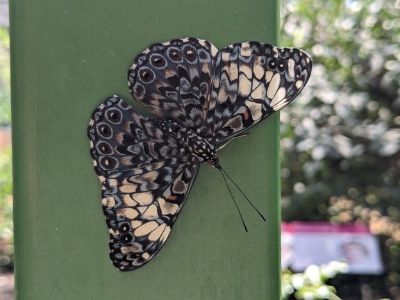 Πεταλούδα με ένα ενδιαφέρον μοτίβο στα φτερά (Hamadryas fornax)