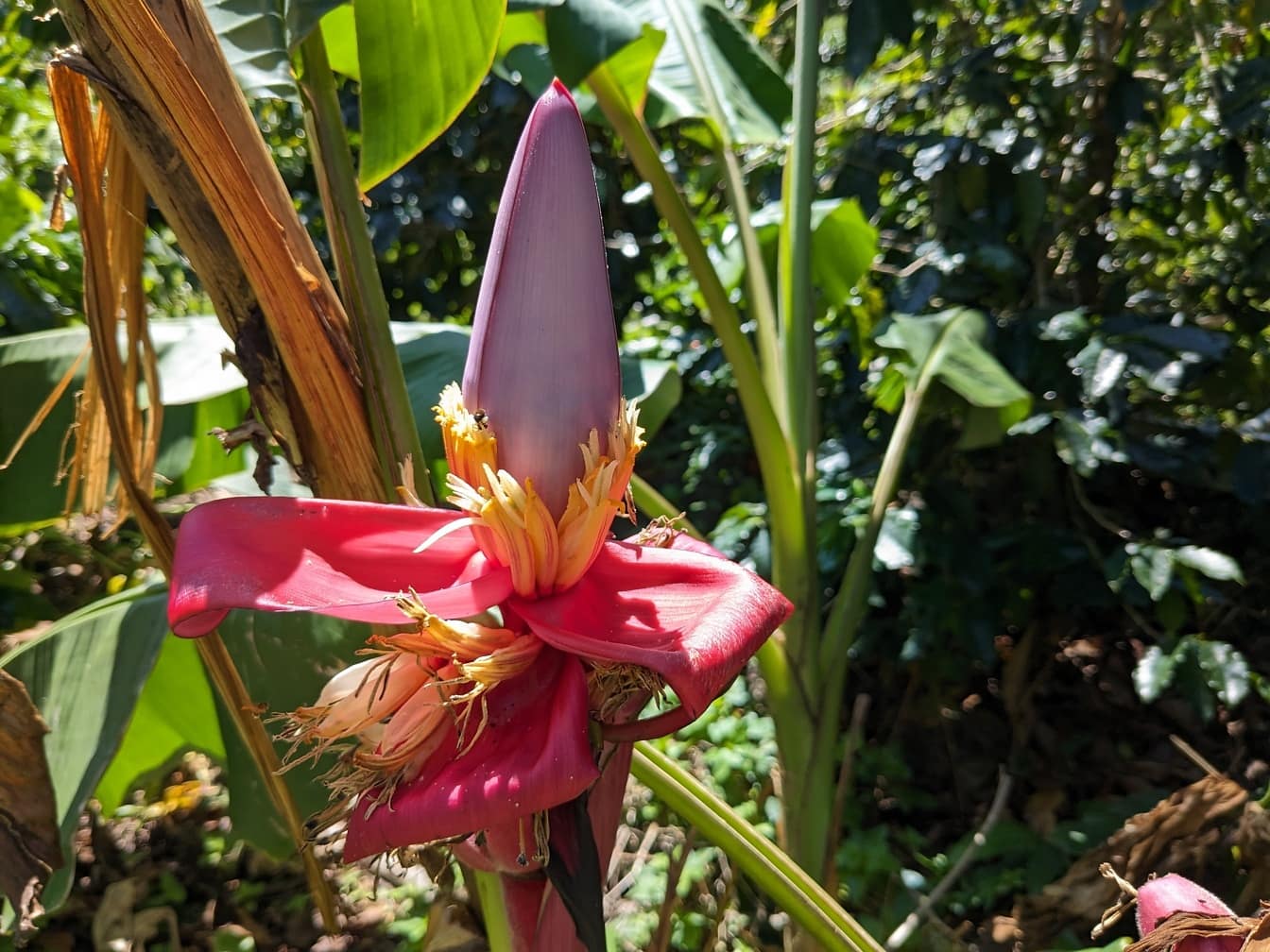 Blomma av sammetsrosa banan (Musa velutina)
