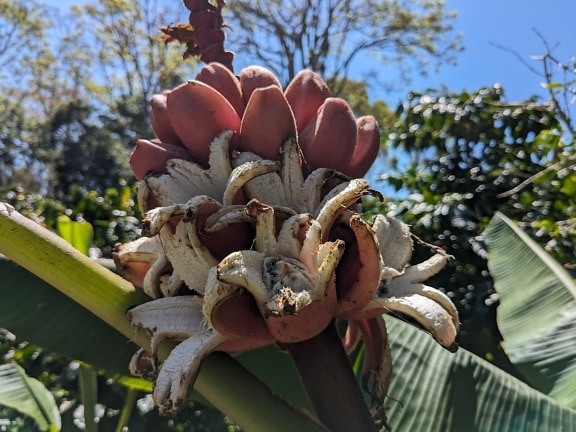 Fløjl pink banan (Musa velutina)