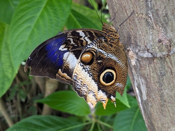 De vlinder van de uil op een boom (Calligo memnon)