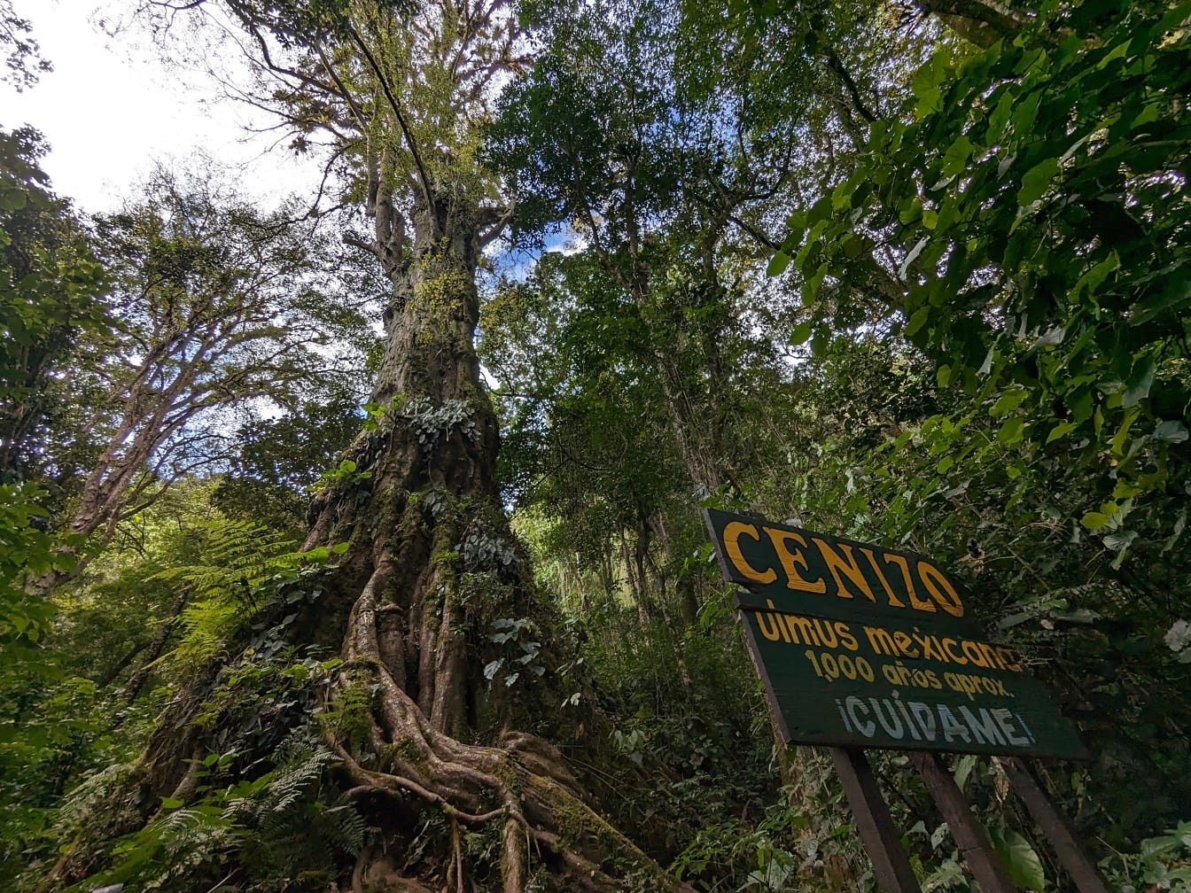 Meksika karaağacı (Ulmus mexicana) 1000 yıllık ağaç, Meksika Orta Amerika’ya endemik bir tür