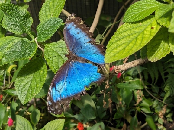 Menelaus modrý morpho motýľ (Morpho menelaus) na vetve s listami