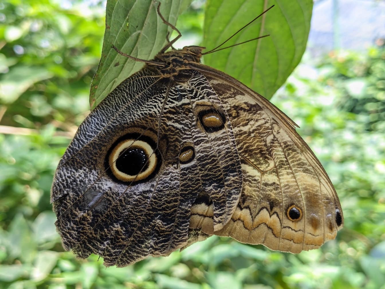 Farfalla gufo (Calligo memnon) appesa a una foglia