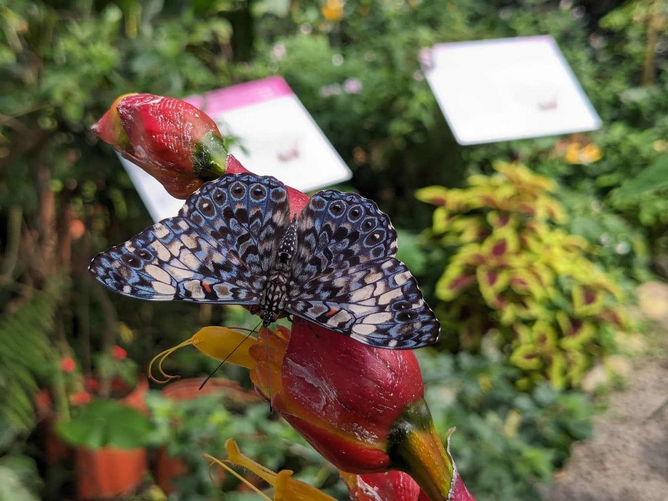 Fluture tropical gri-violaceu pe o floare (Hamadryas feronia)