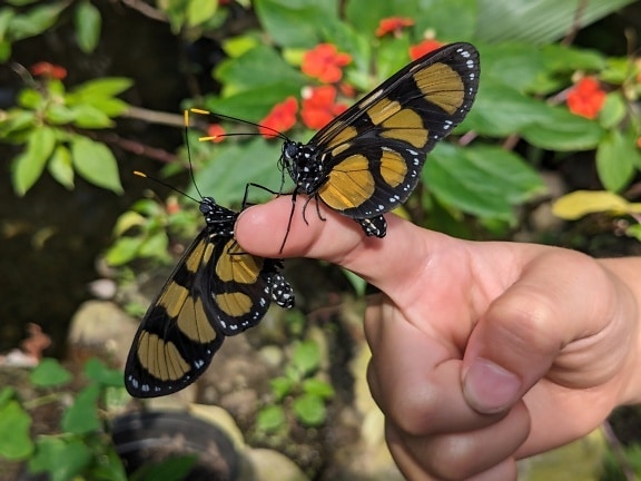 Dwa żółtawo-czarne motyle bursztynowoskrzydłe themisto na palcu osoby (Methona themisto)