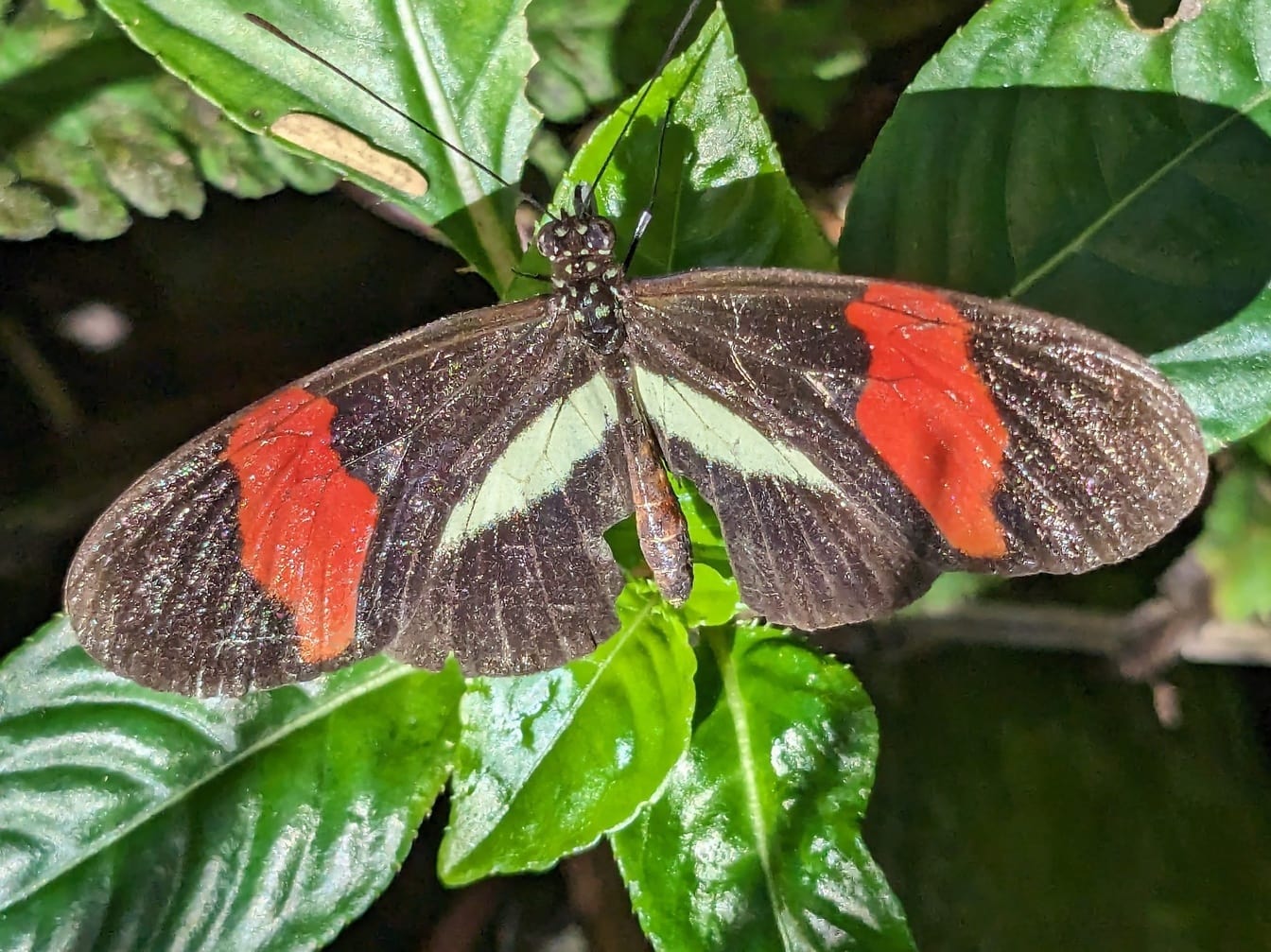 Postman butterfly (Heliconius melpomene)