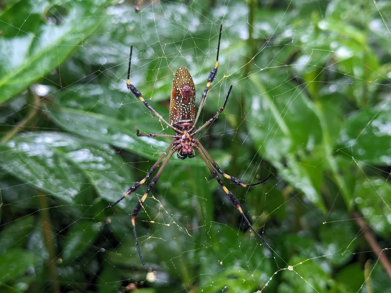 Золотистий шовковий павук (Trichonephila clavipes)