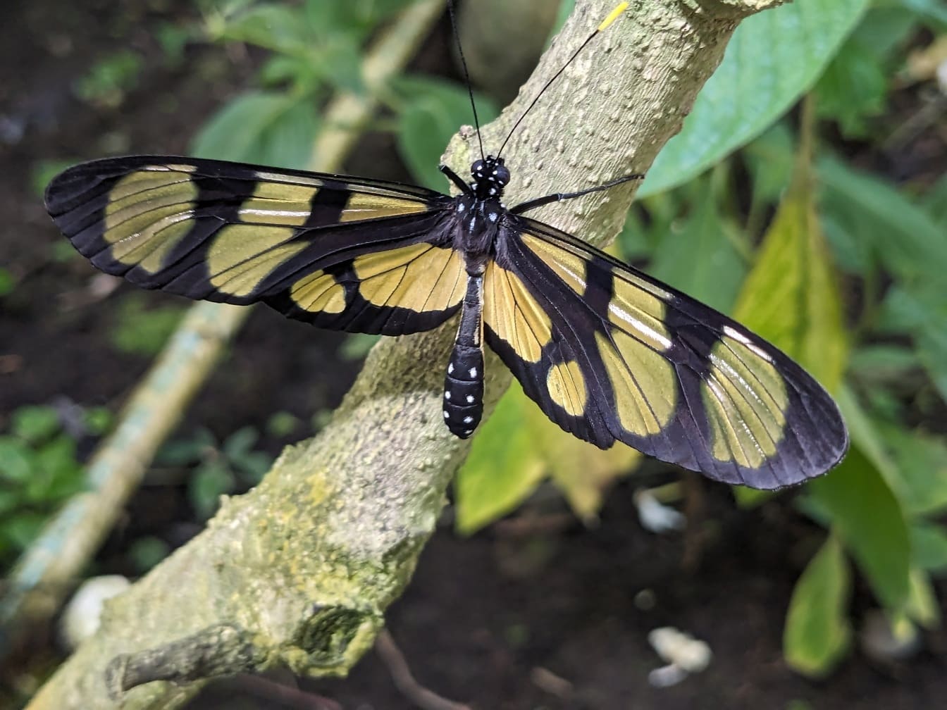 Trópusi themisto borostyánszárnyú pillangó egy ágon (Methona themisto)