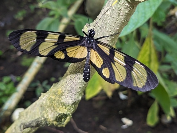 Papillon tropical themisto à ailes d’ambre sur une branche (Methona themisto)