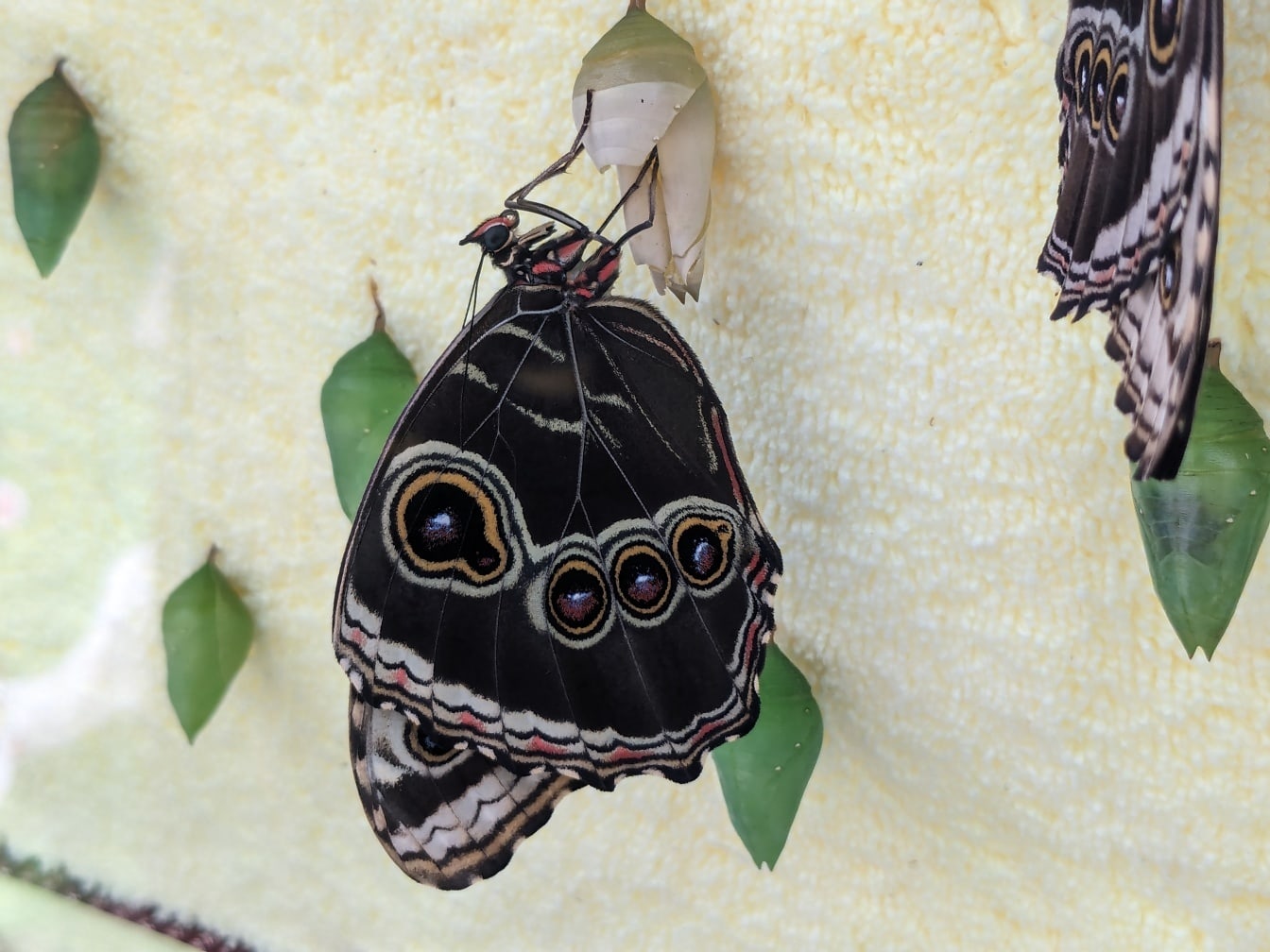 Black morpho butterfly on a white surface