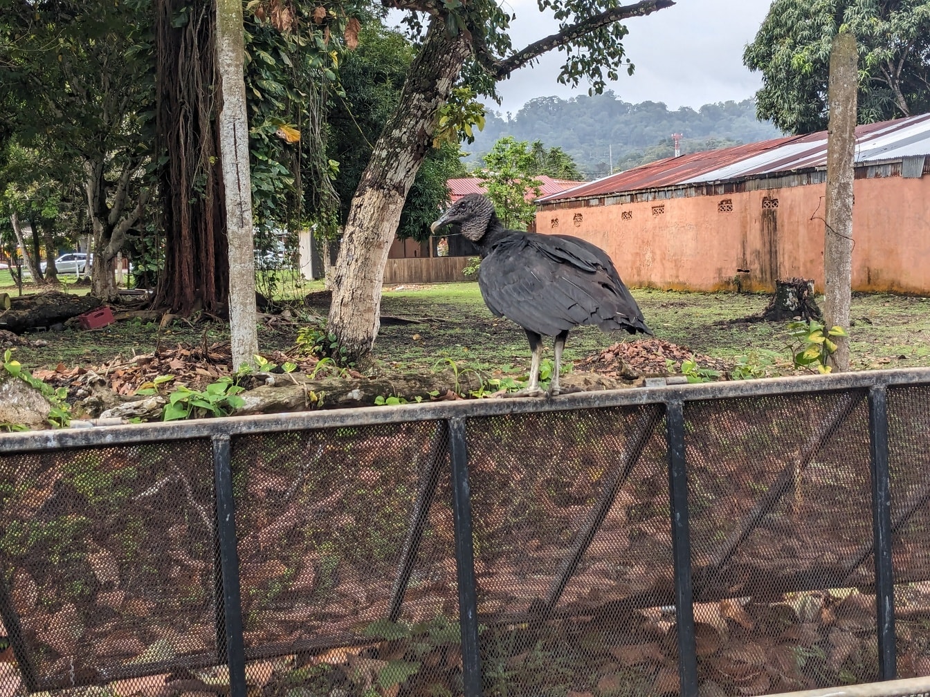 American black vulture (Coragyps atratus) bird standing on a fence