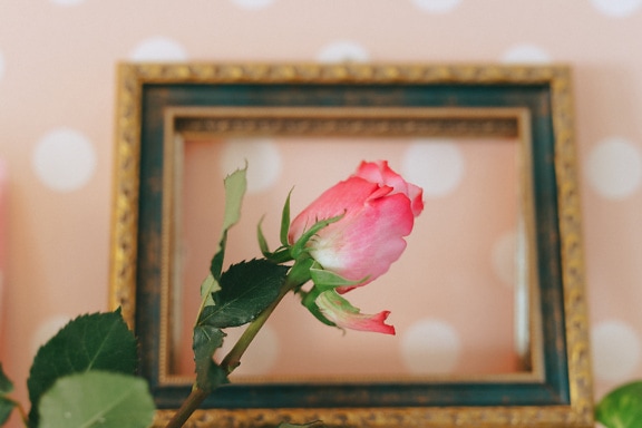Poupě růže se zlatým rámečkem v pozadí ilustrující květinu uvnitř rámečku