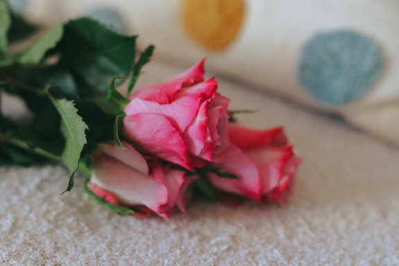ดอกกุหลาบสีชมพูสามดอกบนผ้าห่มสีขาว