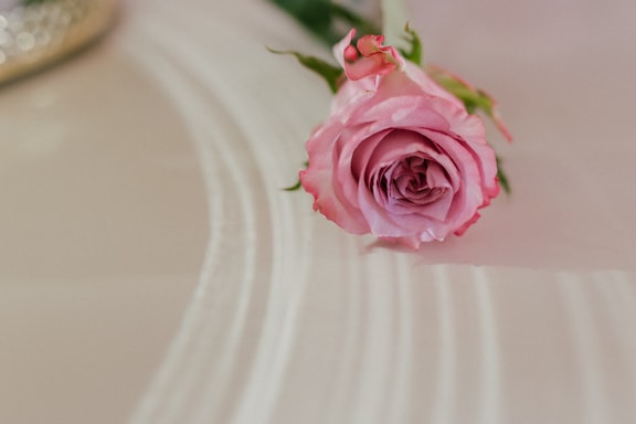 Pink rose on a white surface as romantic gift for anniversary